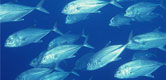 Omega 3 : The Facts